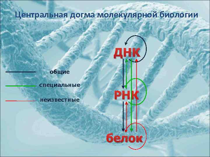 Центральная догма молекулярной биологии ДНК общие специальные неизвестные РНК белок 