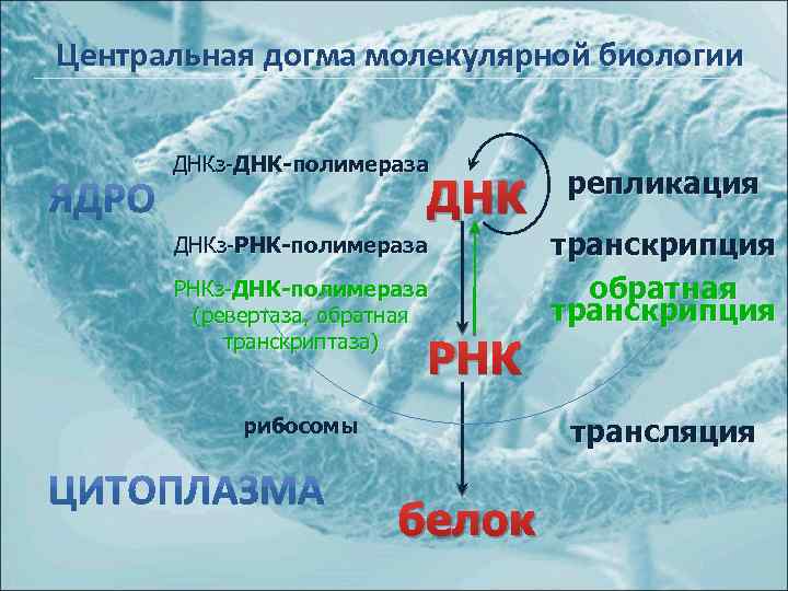 Центральная догма молекулярной биологии ДНКз-ДНК-полимераза ДНКз-РНК-полимераза РНКз-ДНК-полимераза (ревертаза, обратная транскриптаза) репликация транскрипция обратная транскрипция