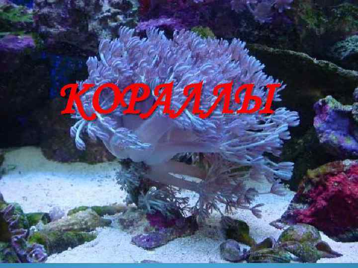 КОРАЛЛЫ 