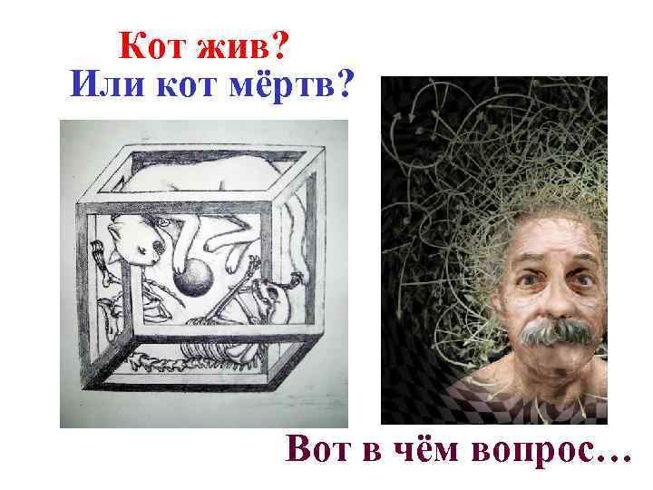 Кот жив? Или кот мёртв? Вот в чём вопрос… 