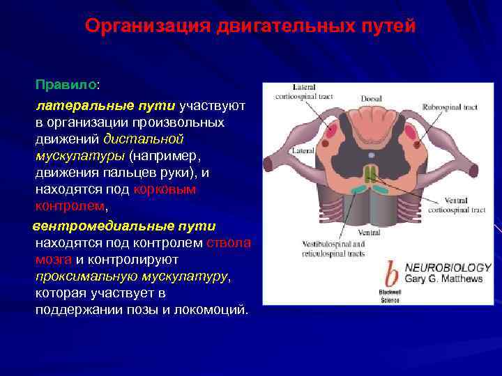 Путь организация. Организация произвольных движений. Организация движений неврология. Механизмы организации движений. Организация произвольного движения неврология.