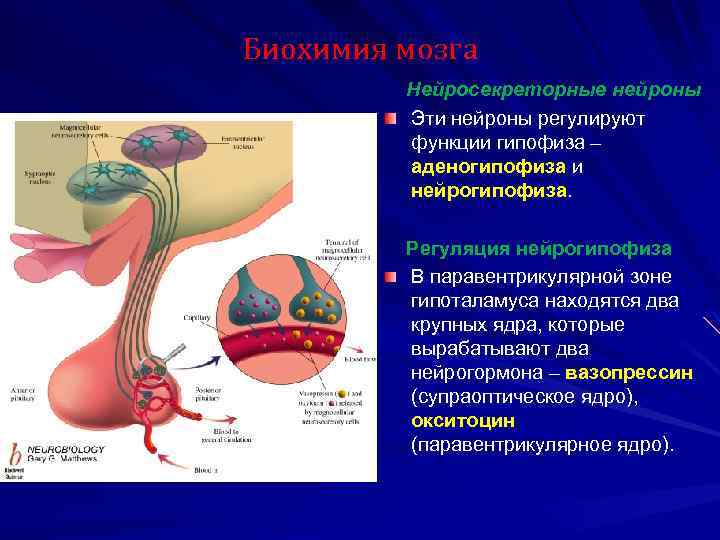 Нейрогипофиз