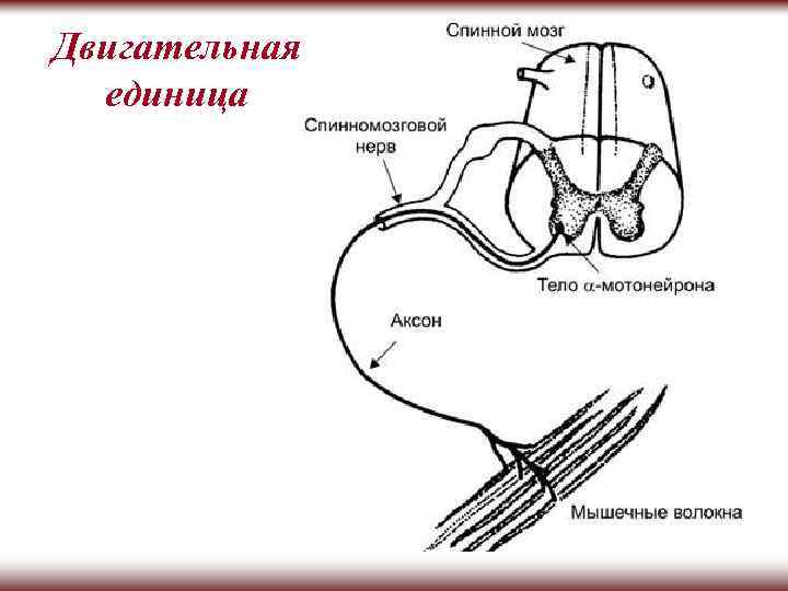 Двигательная единица это