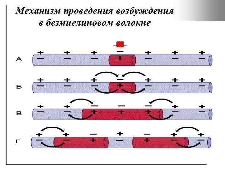 Механизм проведения возбуждения в безмиелиновом волокне 