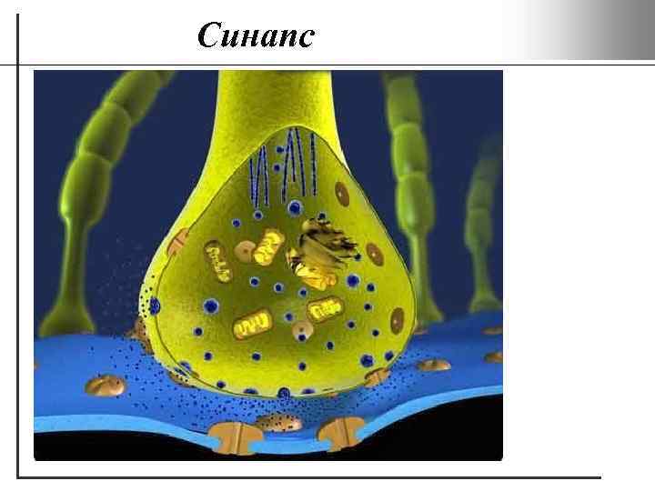 Синапс 
