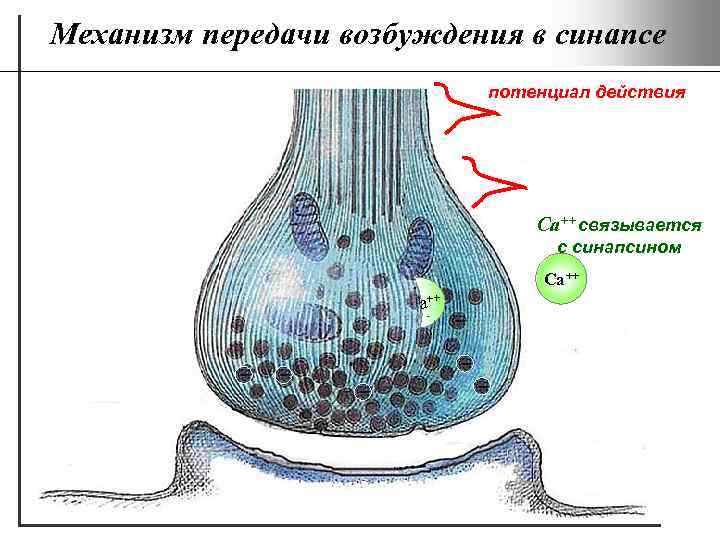 Механизм передачи возбуждения в синапсах