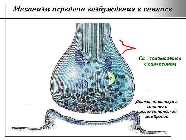 Механизм передачи возбуждения в синапсе Ca++ связывается с синапсином a++ Движение визикул и слияние