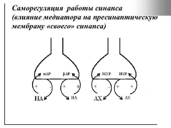 Как синапс влияет на конечный результат работы