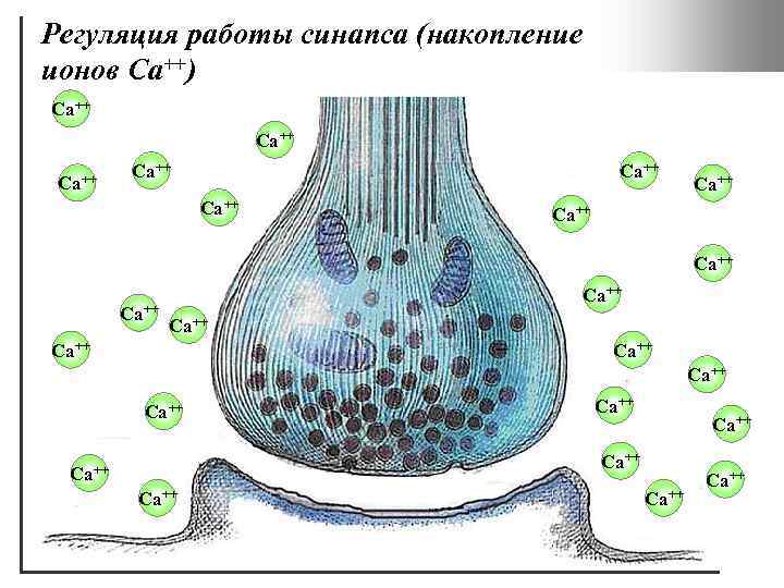 Регуляция работы синапса (накопление ионов Ca++) Ca++ Ca++ Ca++ Ca++ Ca++ Ca++ 