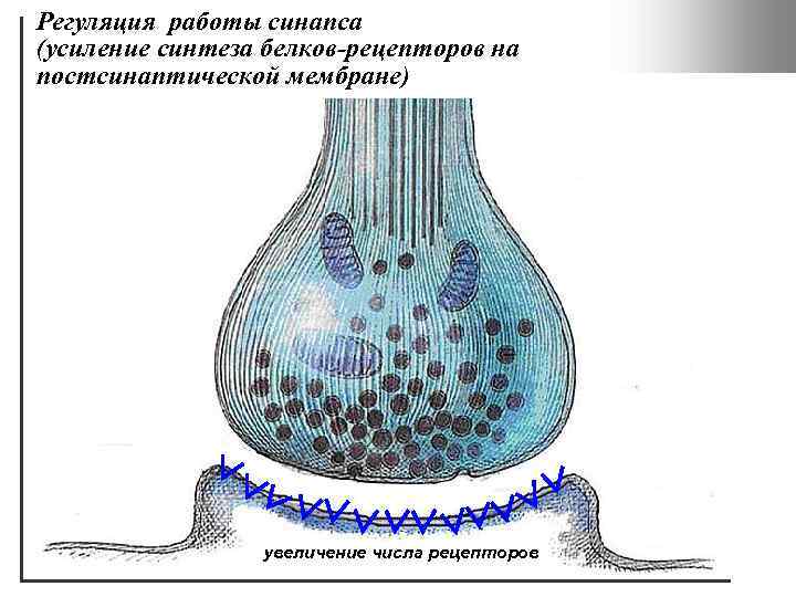 Синапс нижний новгород. Рецепторы синапса. Белки синапса. Регуляция работы синапса. Синтез синапса.