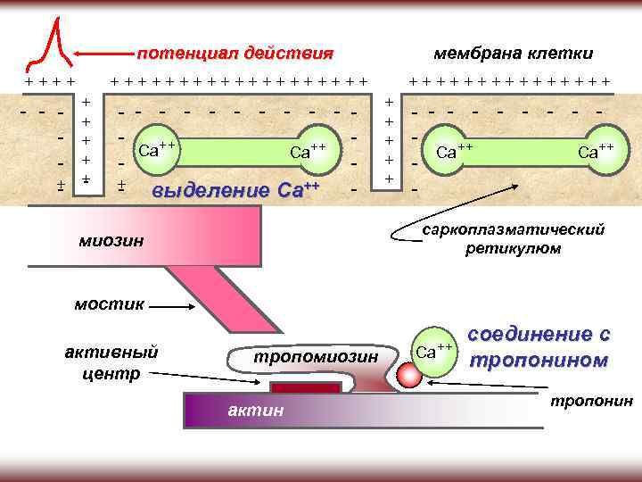 потенциал действия ++++++++++ - - - + + + - - мембрана клетки ++++++++