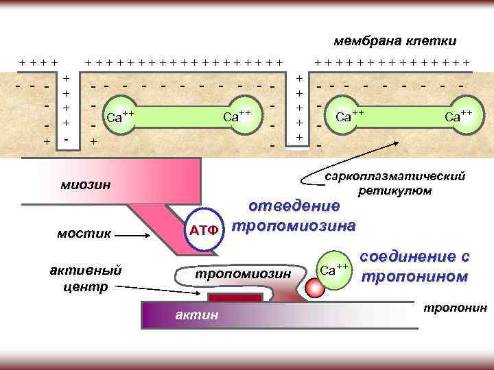 Конспекты лекции физиология