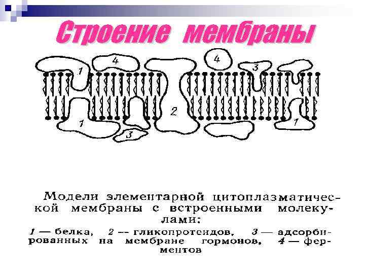 Строение мембраны 