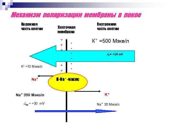 Механизм поляризации мембраны в покое Наружная часть клетки К⁺ =10 Мэкв/л Na⁺ 350 Мэкв/л