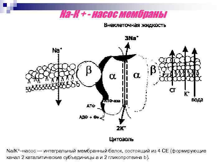 Na-К + - насос мембраны Na/K⁺–насос — интегральный мембранный белок, состоящий из 4 СЕ