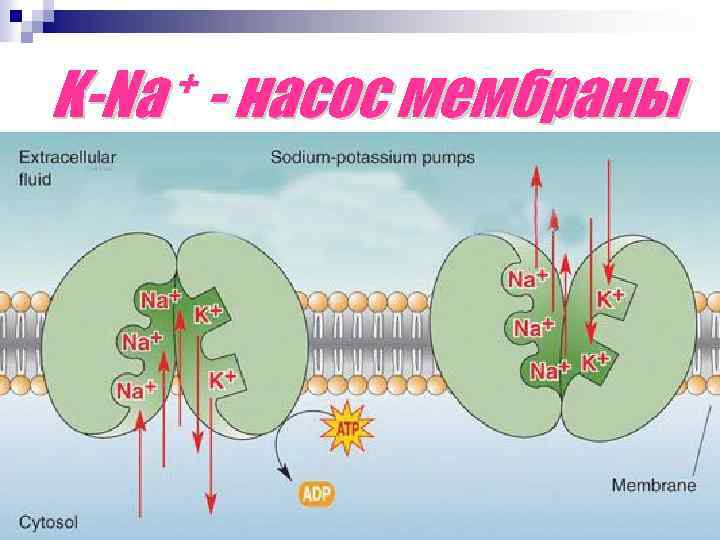 + - насос мембраны K-Na K+ АТФ -аза Na+ 