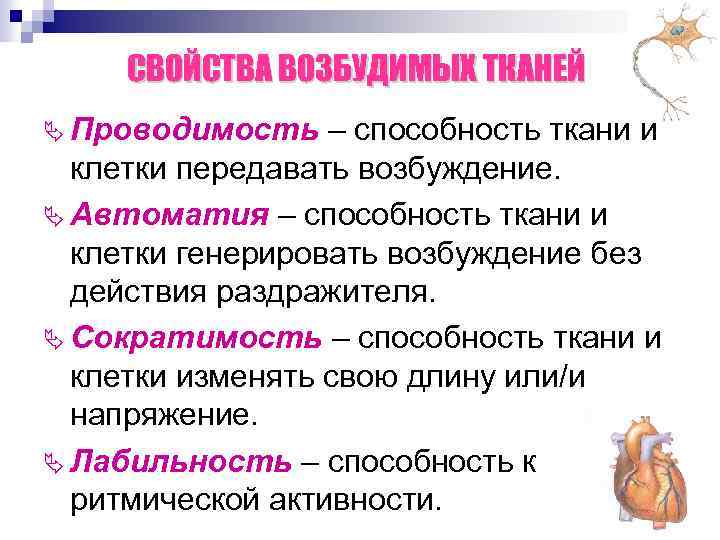 Ткань проводимость. Свойства возбудимых тканей физиология. Возбудимые и невозбудимые клетки физиология. Основные функциональные характеристики возбудимых тканей. Свойства возбудимых тканей автоматия.