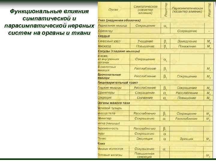 Симпатические нервы как влияют на деятельность органов