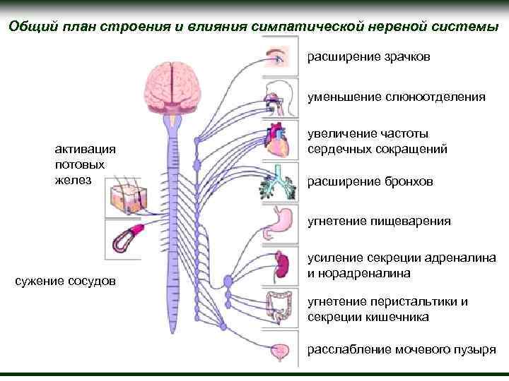 Какой отдел вегетативной нервной системы контролирует изменение зрачка глаза на рисунке 3