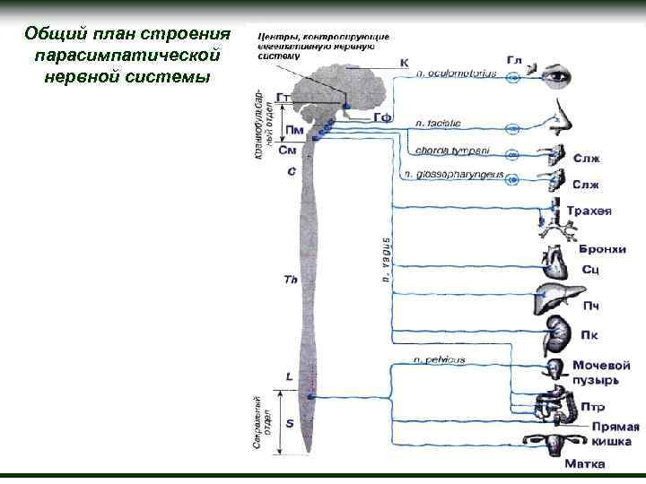 Общий план строения сенсорных систем