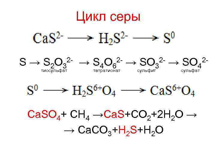 Цикл серы S → S 2 O 32 - → S 4 O 62