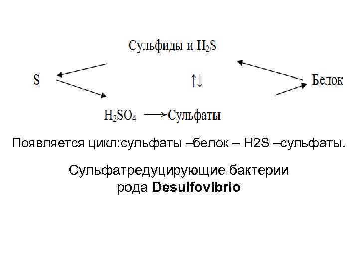 Появляется цикл: сульфаты –белок – H 2 S –cульфаты. Сульфатредуцирующие бактерии рода Desulfovibrio 