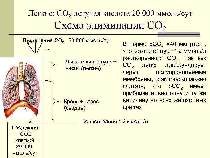 Легкие: СО 2 -летучая кислота 20 000 ммоль/сут Схема элиминации СО 2 Выделение СО