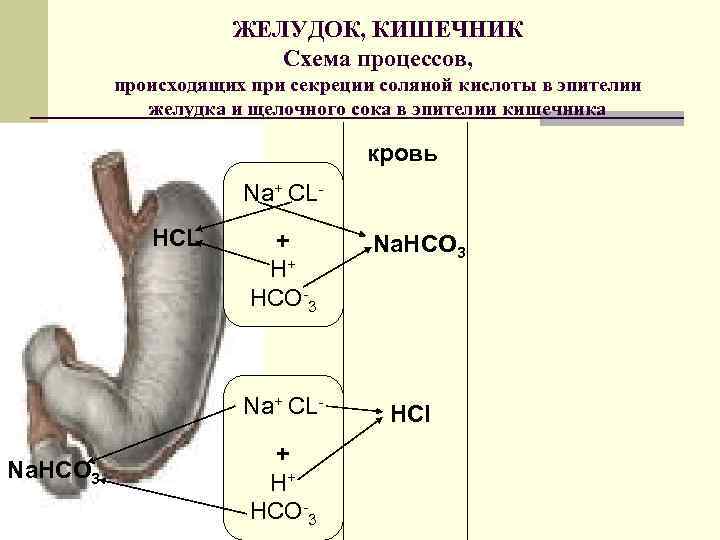 ЖЕЛУДОК, КИШЕЧНИК Схема процессов, происходящих при секреции соляной кислоты в эпителии желудка и щелочного