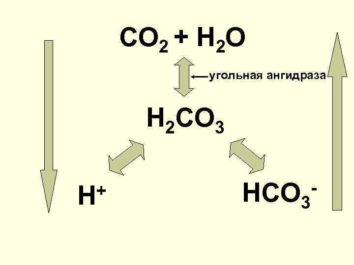 СО 2 + Н 2 О угольная ангидраза Н 2 СО 3 + Н