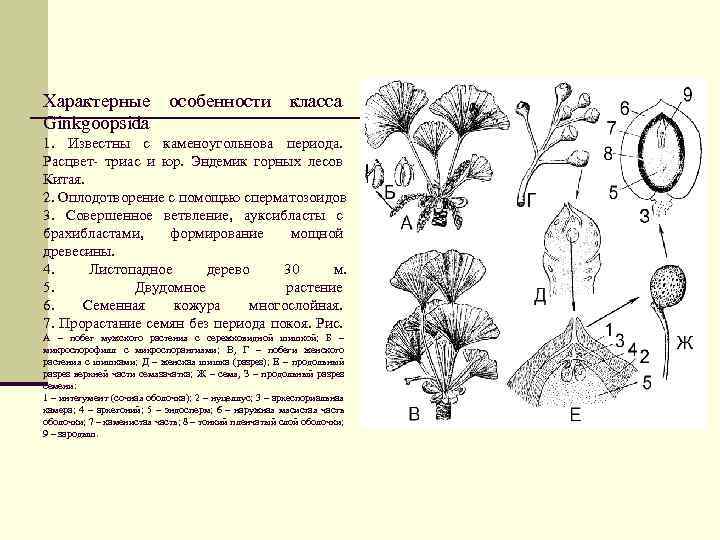 Характерные особенности класса Ginkgoopsida 1. Известны с каменоугольнова периода. Расцвет- триас и юр. Эндемик