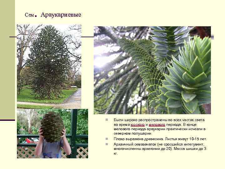 Сем . Араукариевые n n n Были широко распространены во всех частях света во