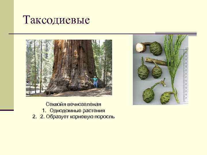 Таксодиевые Секвойя вечнозеленая 1. Однодомные растения 2. 2. Образует корневую поросль 