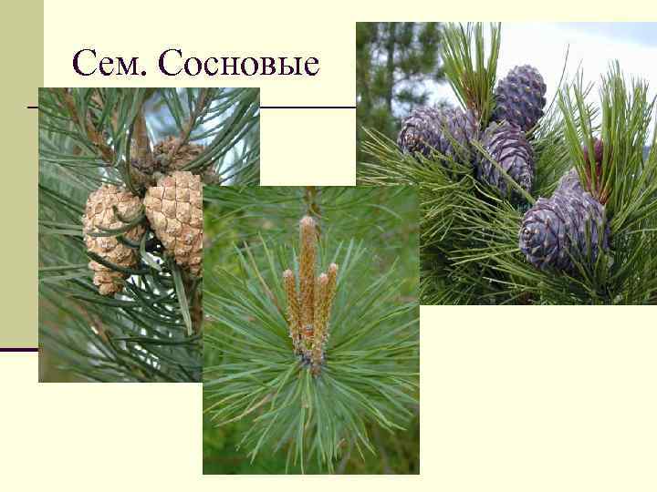 Сем. Сосновые 