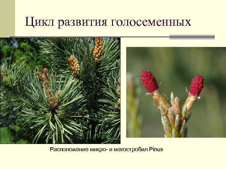 Цикл развития голосеменных Расположение микро- и мегостробил Pinus 