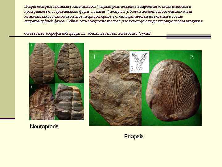 Птеридоспермы занимали ( как считалось ) играли роль подлеска в карбоновых лесах известны и