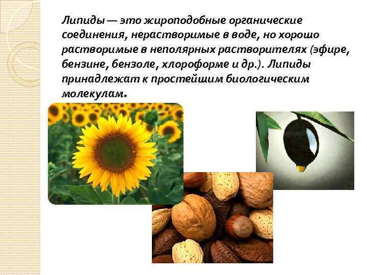 Липиды — это жироподобные органические соединения, нерастворимые в воде, но хорошо растворимые в неполярных