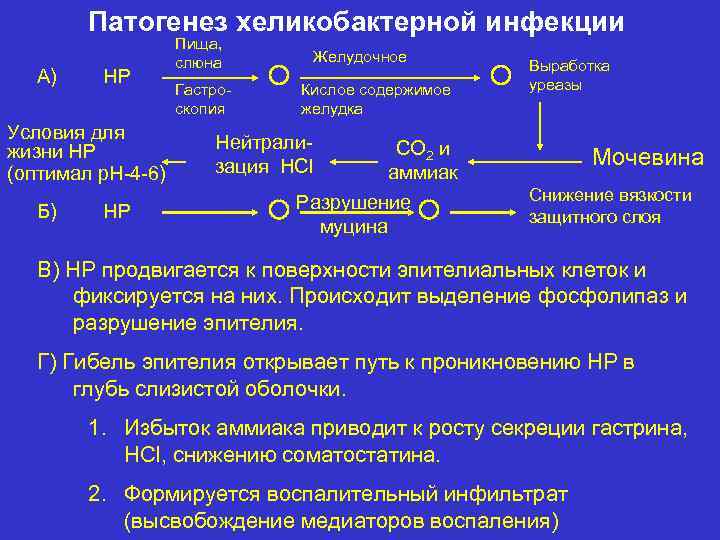 Патогенез хеликобактерной инфекции А) НР Условия для жизни НР (оптимал р. Н-4 -6) Б)