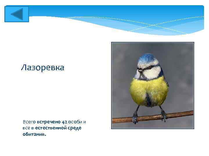 Лазоревка Всего встречено 42 особи и все в естественной среде обитания. 