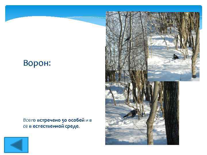 Ворон: Всего встречено 50 особей и в се в естественной среде. 