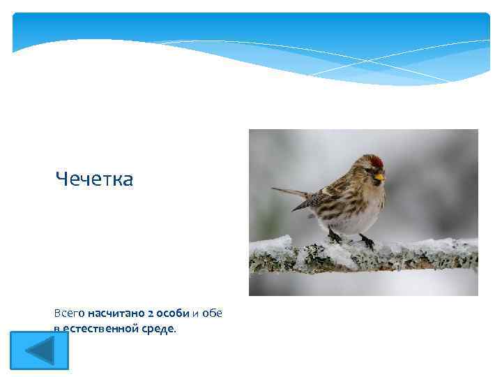 Чечетка Всего насчитано 2 особи и обе в естественной среде. 
