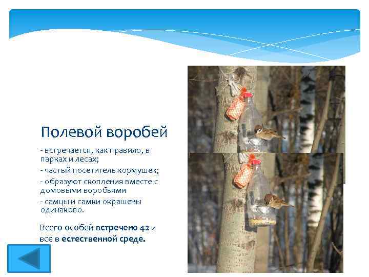 Полевой воробей - встречается, как правило, в парках и лесах; - частый посетитель кормушек;