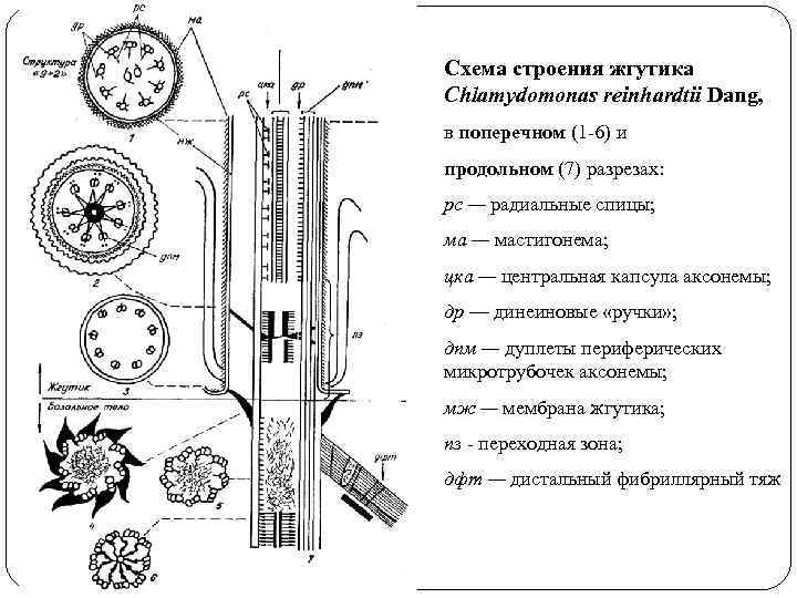 Строение жгутиков. Схема строения жгутика жгутиконосцев. Строение жгутика поперечный разрез. Общую схему строения жгутика. Строение базального аппарата жгутика.