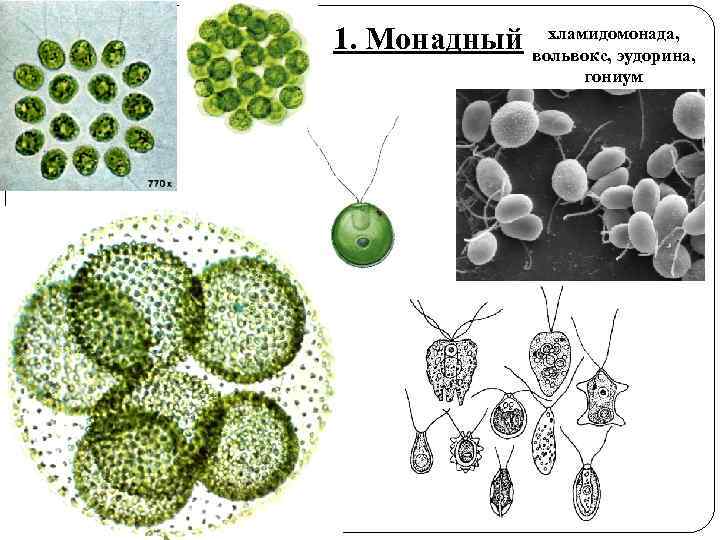 хламидомонада, 1. Монадный вольвокс, эудорина, гониум 
