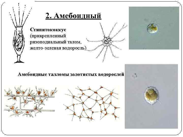 2. Амебоидный Стипитококкус (прикрепленный ризоподиальный талом, желто-зеленая водоросль) Амебоидные талломы золотистых водорослей 