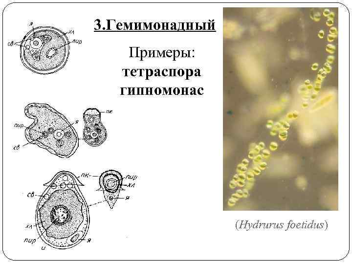 3. Гемимонадный Примеры: тетраспора гипномонас (Hydrurus foetidus) 