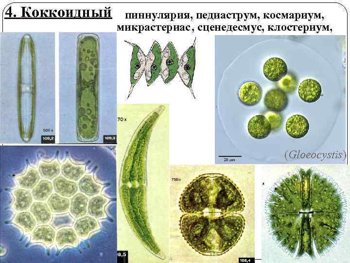 4. Коккоидный пиннулярия, педиаструм, космариум, микрастериас , сценедесмус, клостериум, (Gloeocystis) 