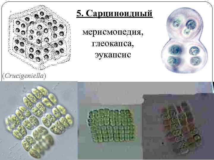 5. Сарциноидный мерисмопедия, глеокапса, эукапсис (Crucigeniella) 