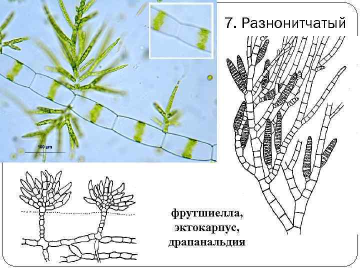 7. Разнонитчатый фрутшиелла, эктокарпус, драпанальдия 