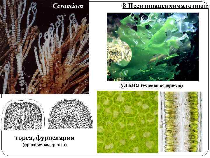 Ceramium 8 Псевдопаренхиматозный ульва (зеленая водоросль) тореа, фурцелария (красные водоросли) 