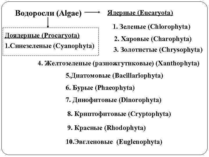 Водоросли (Algae) Ядерные (Eucaryota) 1. Зеленые (Chlorophyta) Доядерные (Procaryota) 1. Синезеленые (Cyanophyta) 2. Харовые